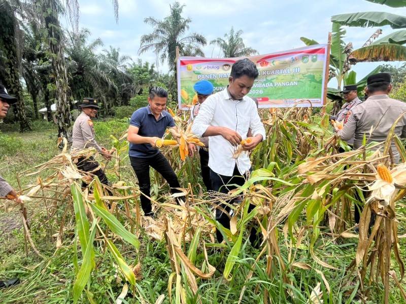 Panen Jagung Raya Kuartal III, Polsek Bukit Kapur Polres Dumai Dukung Ketahanan Pangan di Kota Dumai