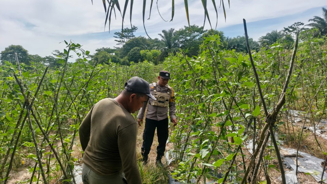Bhabinkamtibmas Kelurahan Bangan Besar Tinjau Pengembangan Kacang Panjang Binaan Kelompok Tani Sidodadi Perkuat Produksi Pangan Lokal