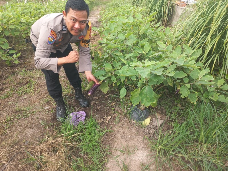 Bhabinkamtibmas Kelurahan Guntung Sambangi Petani Terong, Perkuat Ketahanan Pangan Wilayah