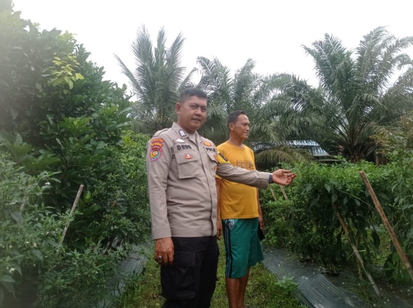 Bhabinkamtibmas Sambangi Petani Cabe Merah, Dukung Ketahanan Pangan Nasional