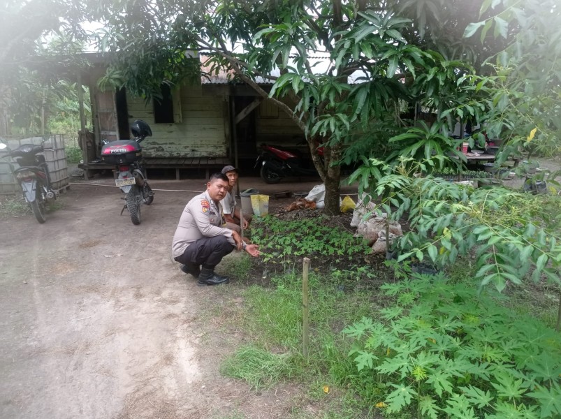 Bhabinkamtibmas Kelurahan Guntung Kembali Sambangi Petani Cabai, Pantau Perkembangan Tanaman Demi Ketahanan Pangan