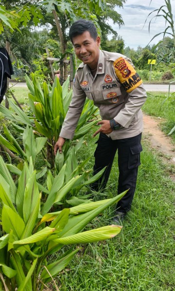 Bhabinkamtibmas Mundam Sambangi Petani Lengkuas Di Jalan Arifin Ahmad Dukung Ketahan Pangan Bergizi