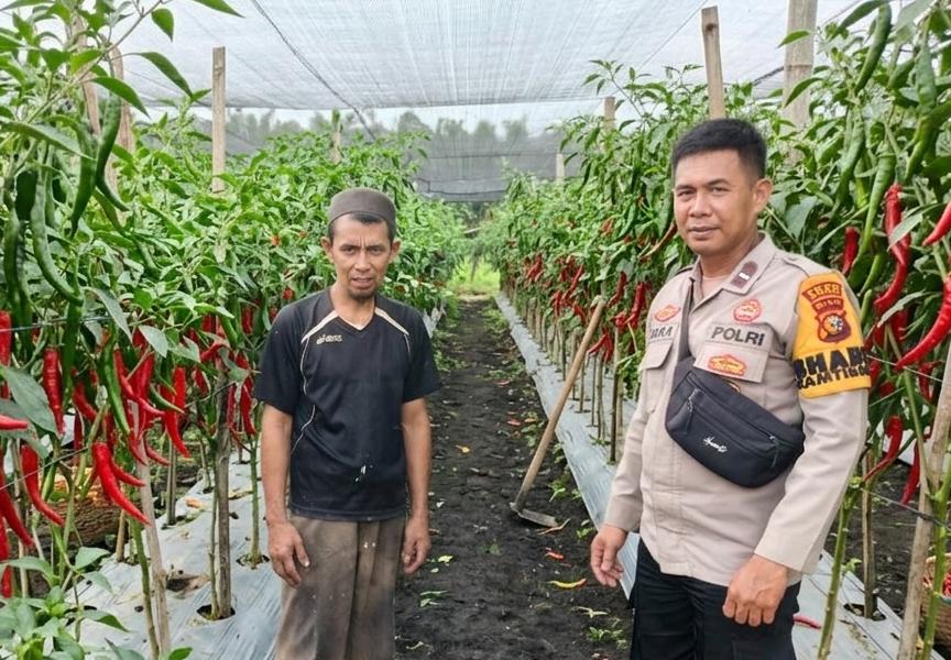Bhabinkamtibmas Kelurahan Mundam Sambangi Lahan Budidaya Cabai Milik Warga