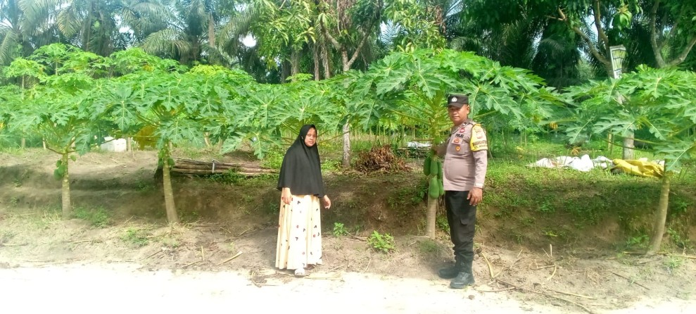 Bhabinkamtibmas Mekar Sari Dampingi Petani Cek Tanaman Pepaya Dukung Ketahanan Pangan Nasional