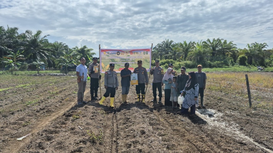 Penanaman Jagung Pipil Kuartal II Seluas 4 Hektar, Poktan Mekar Sekuntum Dukung Ketahanan Pangan 2026
