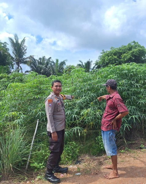 Bhabinkamtibmas Sambangi Petani Ubi Kelurahan Guntung Dukung Ketahanan Pangan
