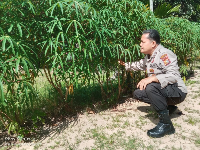Kanit Binmas Polres Dumai Sambangi Kebun Ubi Kayu dan Pinang Milik Pak Udin, Dorong Potensi Hasil Bumi Bernilai Guna dan Ekonomi Tinggi