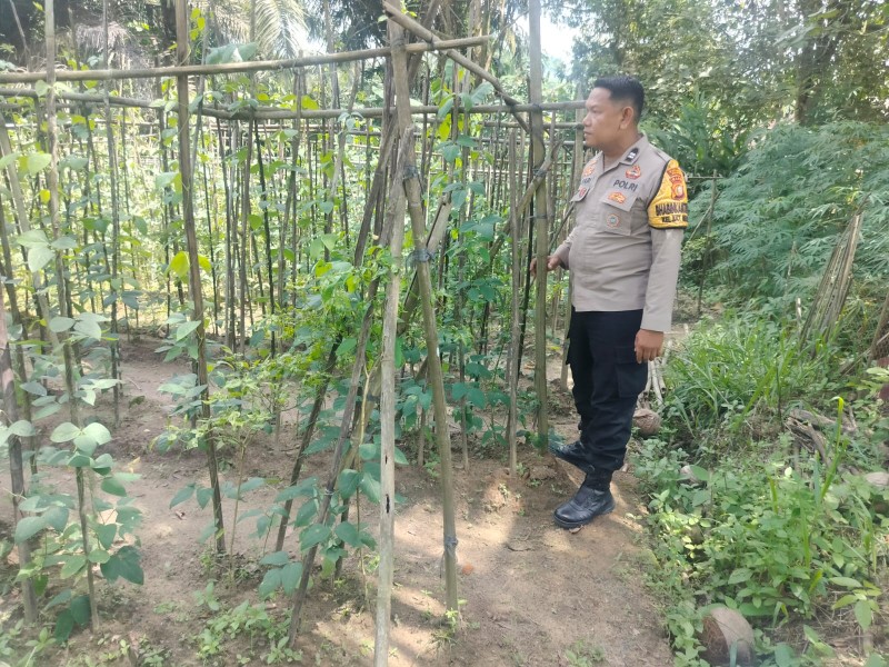Bhabinkamtibmas Kelurahan Bukit Nenas Tinjau Tanaman Timun, Optimalkan Perkarangan untuk Pangan Bergizi