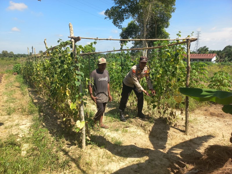 Anggota Binmas Polres Dumai Tinjau Kebun Timun Kelompok Tani Datuk Muluk di Kelurahan Pelintung