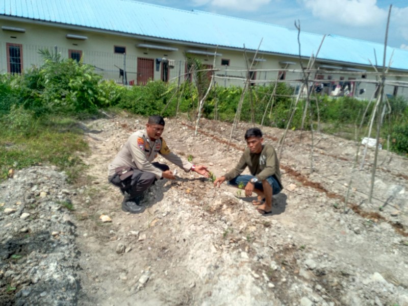 Kelompok Tani Ismail Kembangkan Tanaman Cabe Lahan 15x150Meter Menyedia Komoditas Penting Kebutuhan Masyarakat