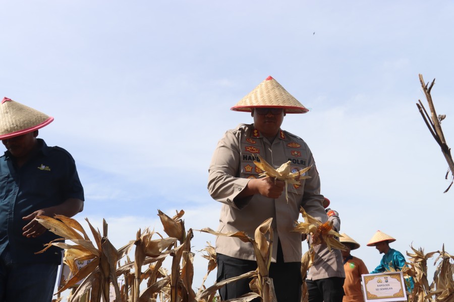 Polsek Sungai Sembilan Panen Raya Jagung Serentak Tahap II