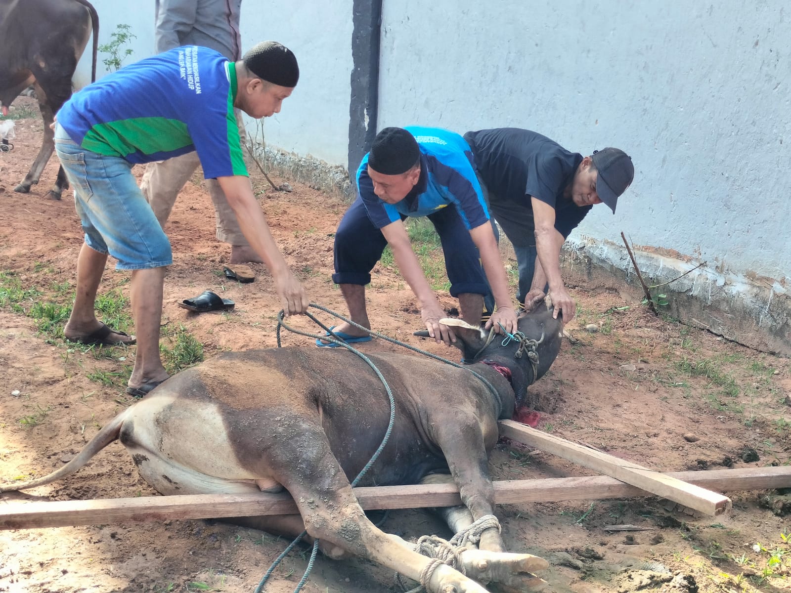 Idul Adha 1443 H, Rutan Kelas II Dumai Sembilih 3 Ekor Sapi dan 3 Ekor  Kambing