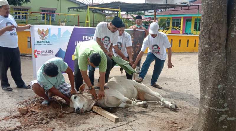 1 ekor sapi hewan Qurban dibagikan kepada Guru MDTA bantuan dari BAZNAS Pusat