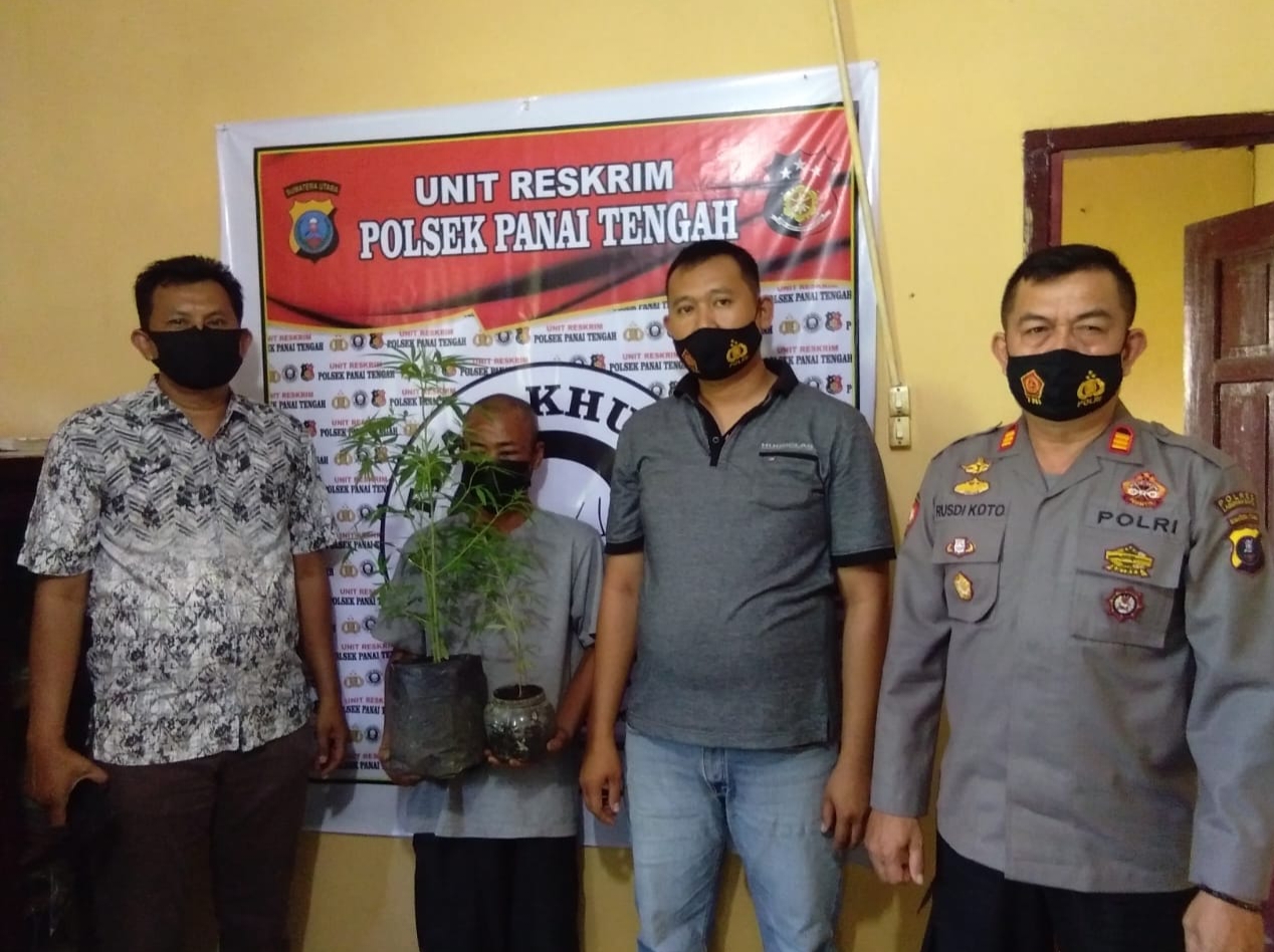 Muslim Nasution penanam ganja di Polibet ditangkap Polsek Panai Tengah