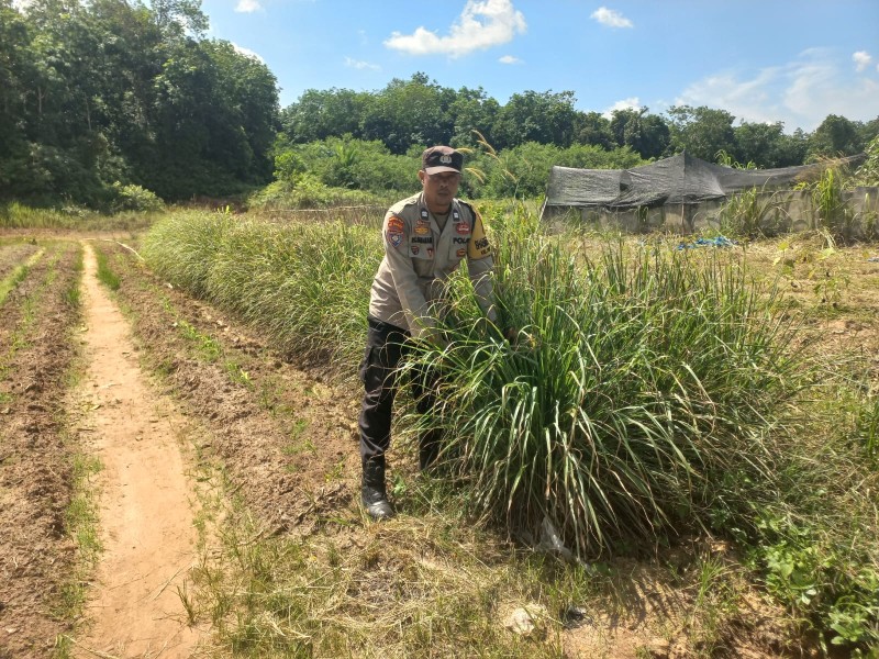 Anggota Binmas Polres Dumai Tinjau Kebun Serai Kelompok Tani Datuk Muluk di Kelurahan Pelintung