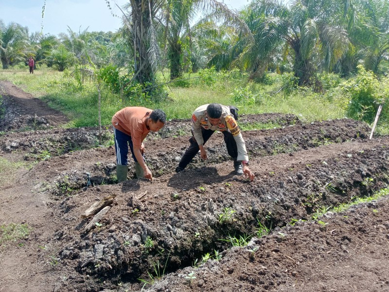 Kelompok Tani Ismail Kembangkan Tanaman Timun Komoditas Segar Yang Selalu Dicari Masyarakat