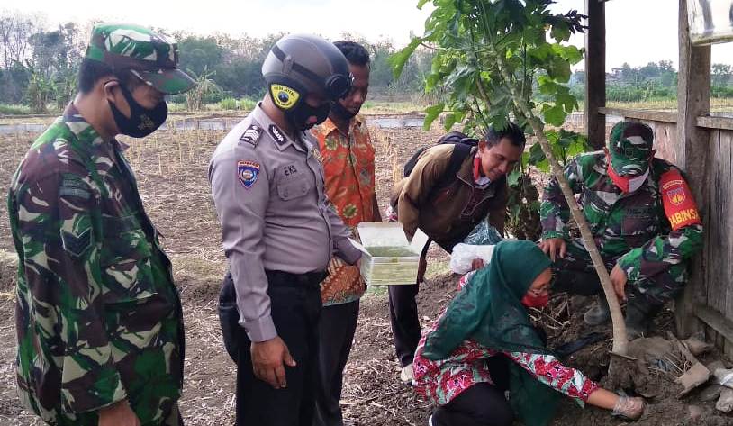Kendalikan Populasi Tikus TNI Polri Juga Terjun Ke Persawahan