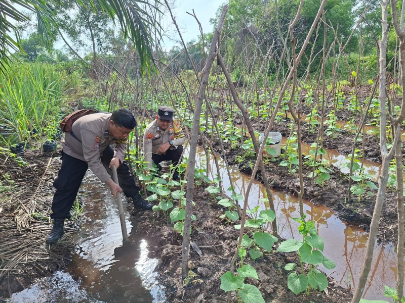Dua Bhabitkatimas Sungai Sembilan Cek Pekarangan Pangan Bergizi Timun dan Kacang Tanah Milik Saudara Ibrahim
