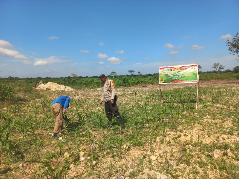 Bhabinkamtibmas Kelurahan Pelintung Dampingi Petani, Bantu Atasi Serangan Hama Ulat di Kebun Jagung Seluas 1 Hektare