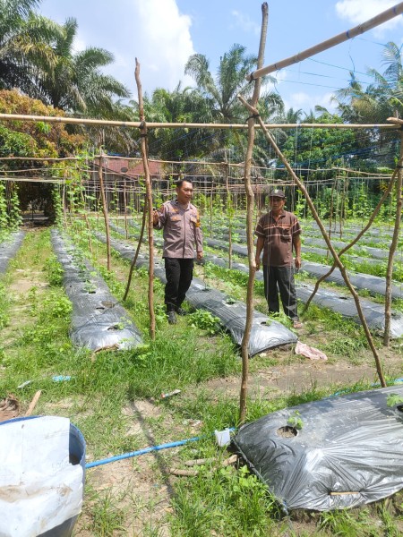 Bhabinkamtibmas Kampung Baru Cek Perkarangan Pangan Bergizi Cabe Rawit dan Kangkung Dukung Ketahanan Pangan