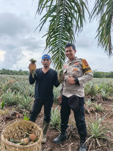 Bhabinkamtibmas Sambangi Petani Nenas di Mundam Dukung Ketahanan Pangan Bergizi