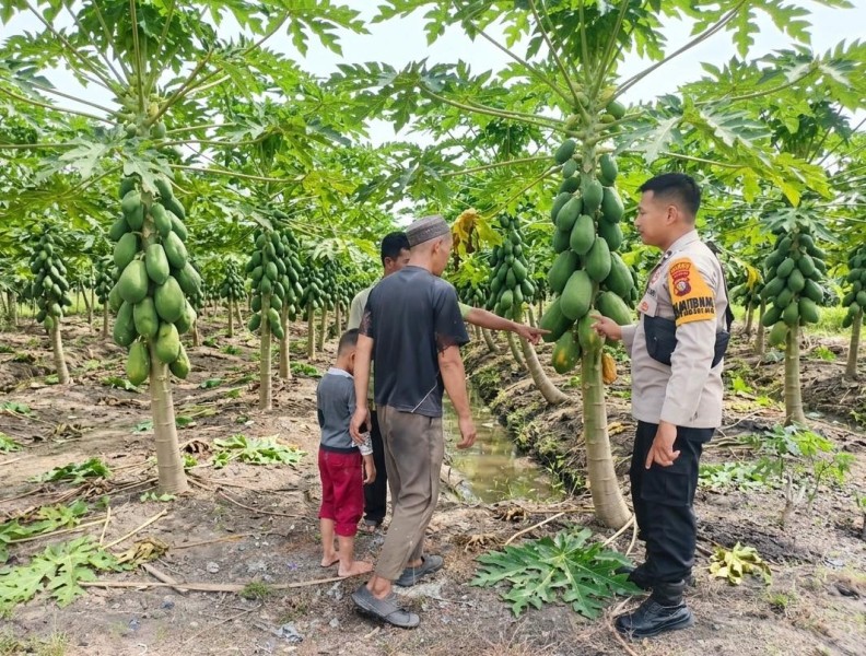 Bhabinkamtibmae Mundam Sambangi Kebun Pepaya Dukung Program Ketahanan Pangan masyarakat