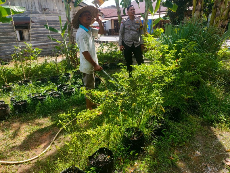 Dukung Ketahanan Pangan, Bhabinkamtibmas Bumi Ayu Cek Pekarangan Bergizi Tanaman Cabe Ubi dan Serai