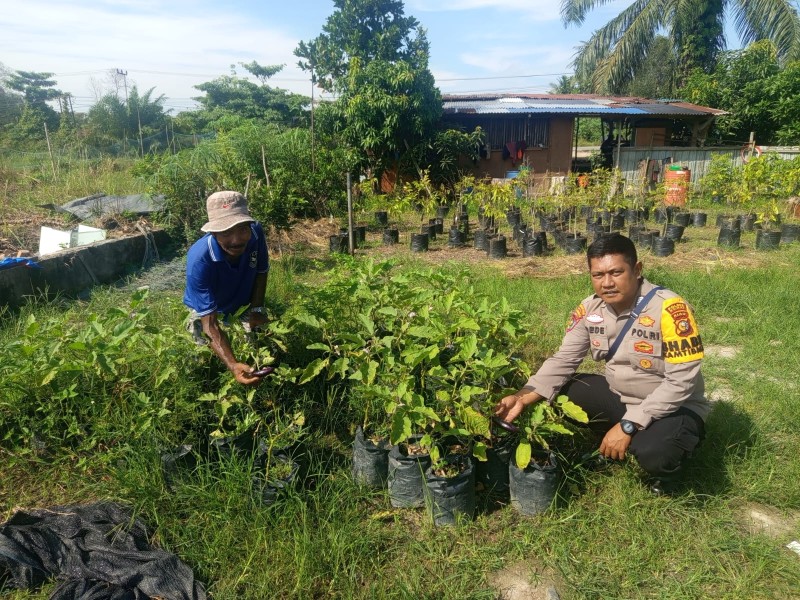 Bhabitkatimas lakukan Pemantauan Tanaman Cabe Rawit Dukung Produksi Pangan Lokal