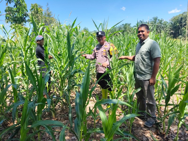 Polsek Rambah Samo Cek Perkembangan Ketahanan Pangan Jagung Pipil di Desa Teluk Aur