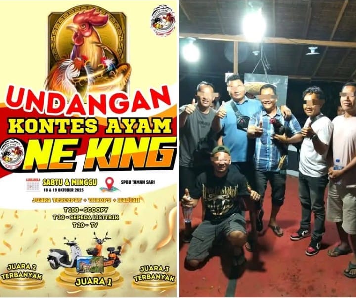 Event Judi Sabung Ayam Ada Di One King Bebas Terang Terangan
