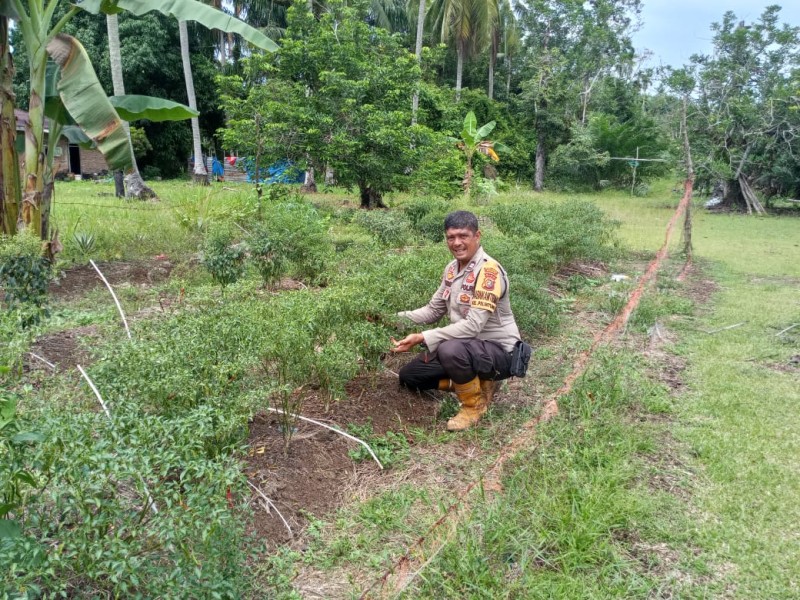 Bhabinkamtibmas  Polsek Medang Kampai Cek Perkarangan Cabe Merah Poktan Bakri Dukung Ketahanan Pangan