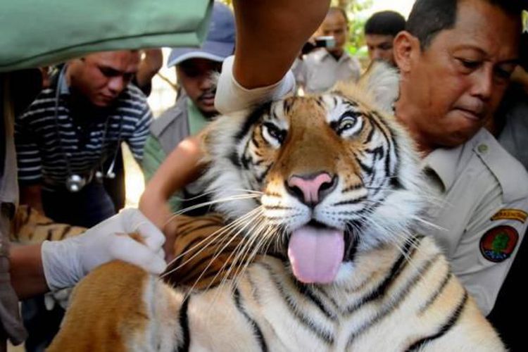 Hanya Tersisa 6 Jenis Harimau di Dunia, Salah Satunya di Indonesia