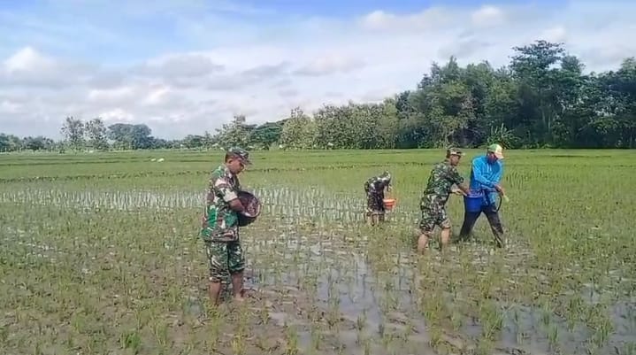 Babinsa Gesi IKut Turun Sawah, Pemupukan Jadi Kunci Kejar Panen Melimpah