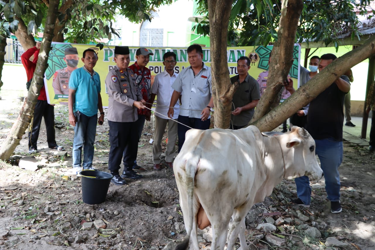 Polres Labuhanbatu serahkan 4 ekor hewan Qurban sapi untuk Wartawan,MUI, FKUB dan UOIS.