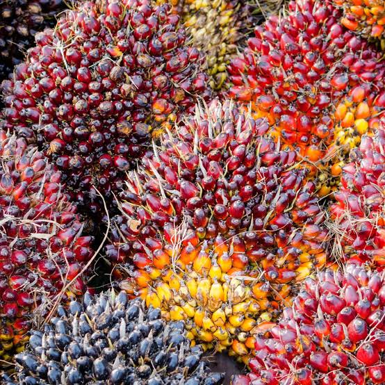 Terkait Penangkapan EY Tsk Pencurian Buah Sawit, Kuasa Hukum Sebut Penangkapan Non Prosedural