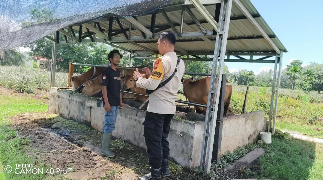 Bhabinkamtibmas Mundam Sambangi Usaha Peternakan Sapi, Apelasi Pengembangan Usaha Mandiri Masyarakat