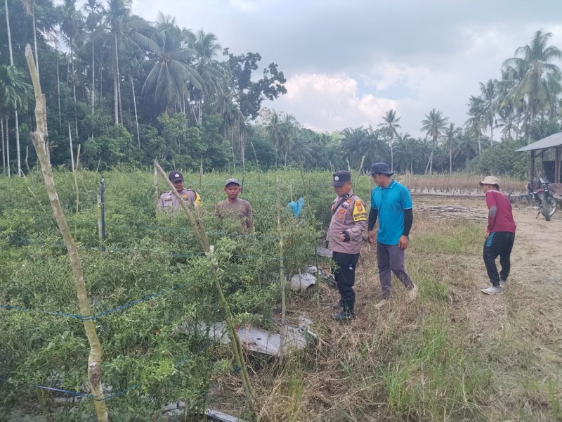 Tiga Bhabinkamtibmas Kawal Kebun Cabai Merah Milik Warga, Perkuat Ketahanan Pangan di Sungai Sembilan