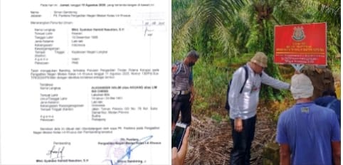 Lahan Sawit Sitaan Jaksa dari Akuang Diduga Tetap Dipanen, Kajari Langkat Bungkam, Kasi Intel Bilang Belum Ada Proses Hukum
