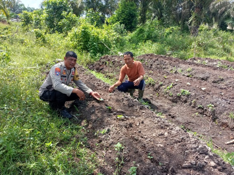 Binmas Dumai Dampingi Poktan Sumardi, Optimalkan Lahan 15 X 15 Meter untuk Budidaya Pare
