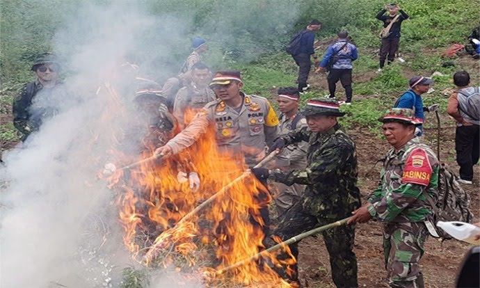 Tim Gabungan TNI, BNN dan Polres Madina Musnakan Ladang Ganja Di Bukit Tor Sihite