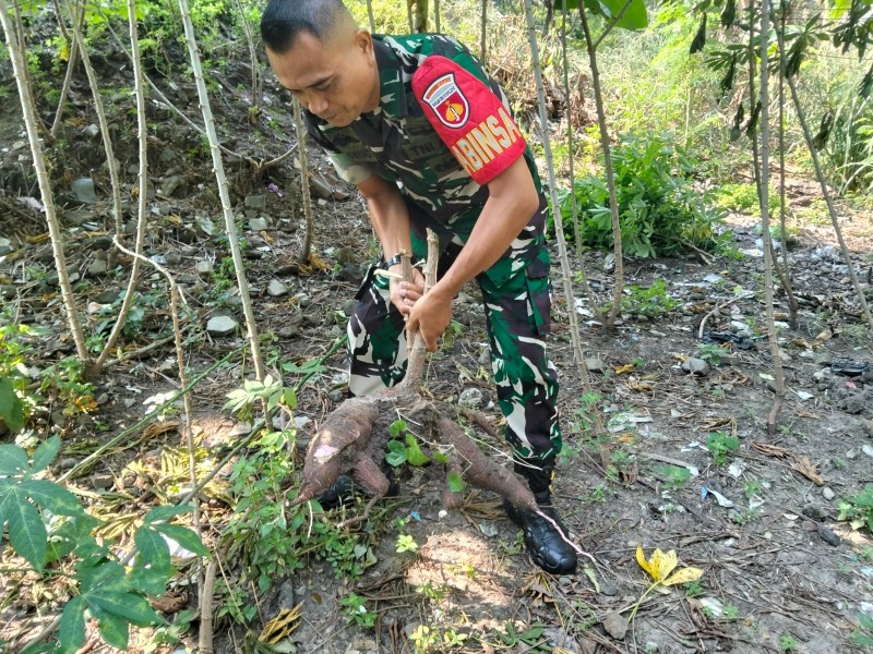 Hari ini Koramil 03 Serengan & Warga RT 01/09 Serengan Panen Raya Pisang dan Singkong