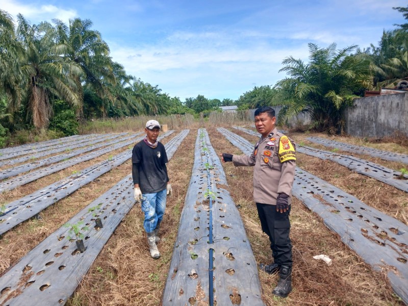Bhabinkamtibmas Kelurahan Tanjung Penyembal Cek Kesiapan Lahan, Dukung Ketahanan Pangan Nasional