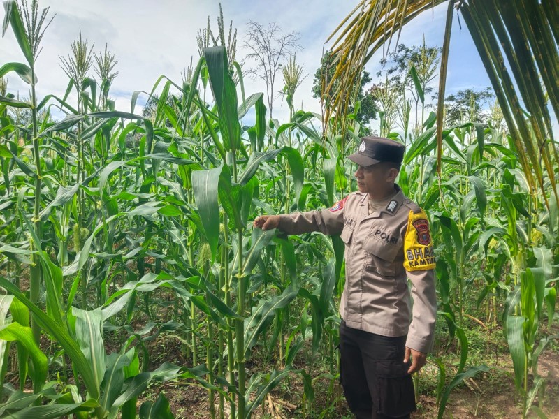 Polsek Rambah Samo Dampingi Petani, Cek Perkembangan Jagung Pipil di Desa Teluk Aur