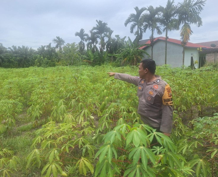 Bhabinkamtibmas Kelurahan Guntung Sambangi Petani Ubi Roti, Dukung Diversifikasi Pangan dan Ketahanan Wilayah