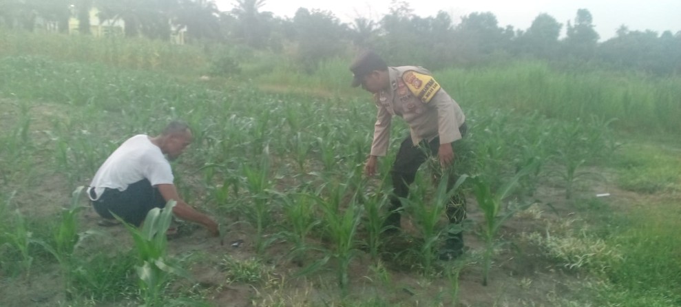 Bhabinkamtibmas Polsek Dumai Selatan Cek Perkarangan Jagung Poktan Tuah Jaya Dukung ketahanan Pangan