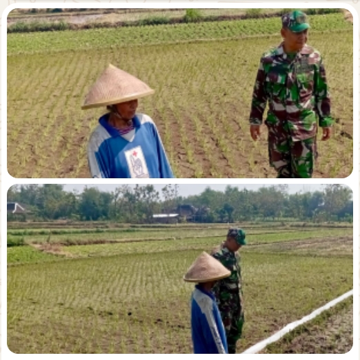 Babinsa Potronayan Semangati Petani Hadapi Musim Kemarau, Optimistis Panen MT III Berlimpah dan Harga Gabah Menguntungkan