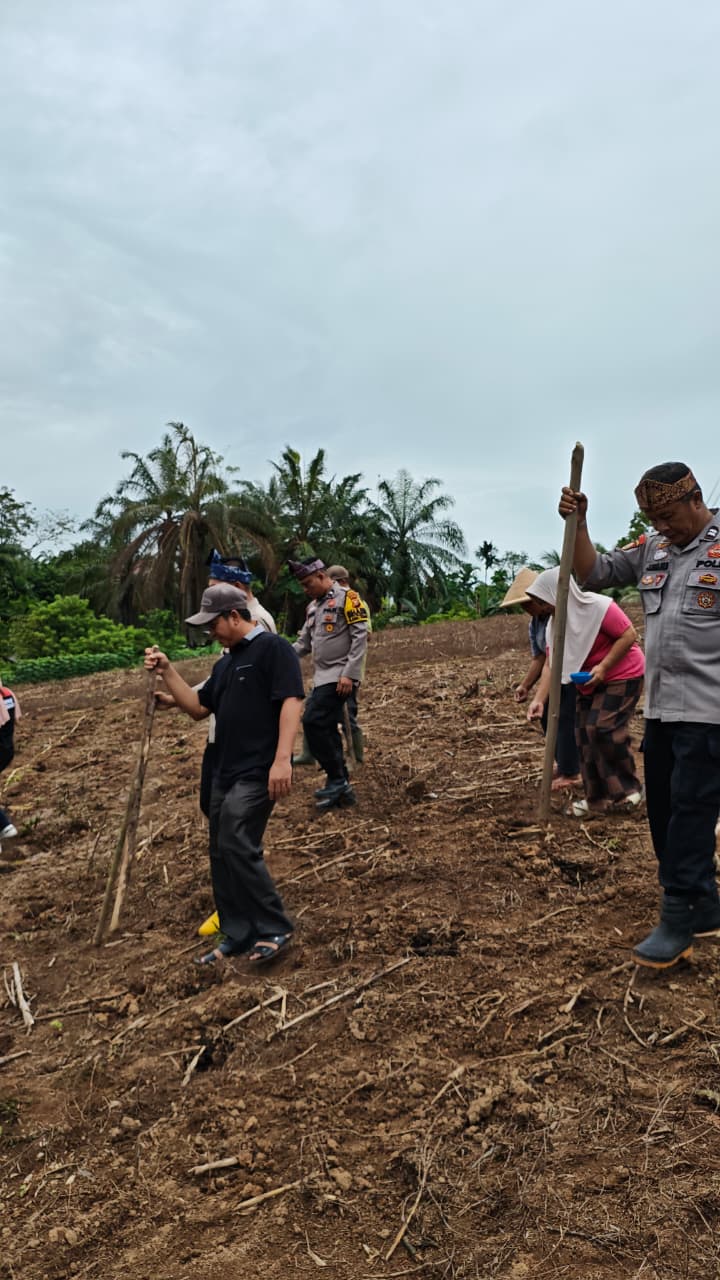 Polsek Rambah Samo Kelola Langsung Lahan Jagung 2 Hektar di Desa Marga Mulya