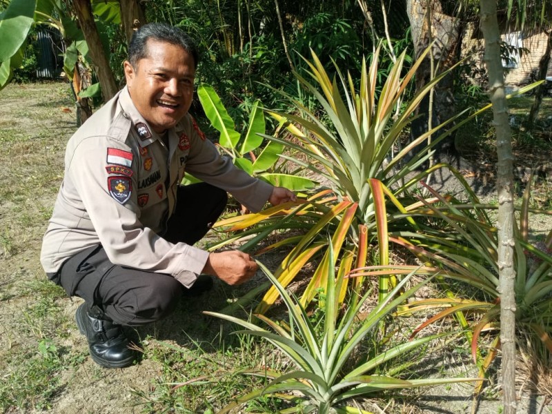 Binmas Polsek Dumai Gandeng Petani Dukung Ketahanan Pangan Melalui Budidaya Nanas