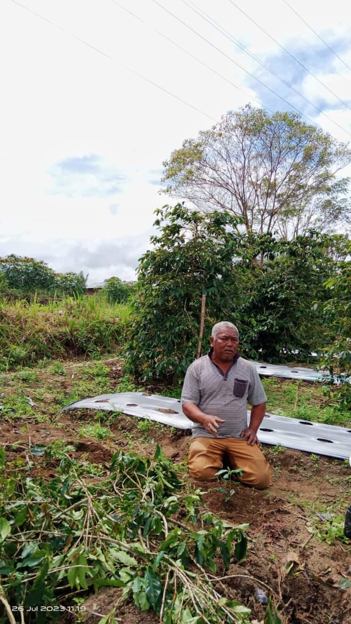 Saut Sigalingging, Terapkan High Density Planting untuk demplot kopi