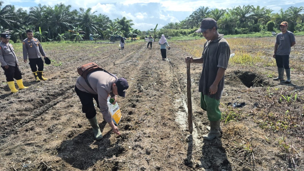 Penanaman Jagung Pipil Kuartal II: Poktan Mekar Sekuntum Garap 4 Hektare, Dukung Ketahanan Pangan Nasional